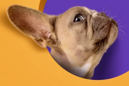 shopify-development-company-for-pet-supplies